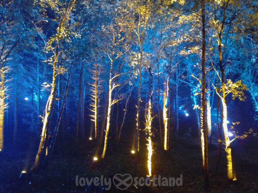 Arboles iluminados en Enchanted Forest durante el festival de luces de Faskally Wood