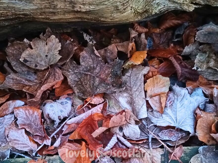 Feuilles mortes d’automne couvertes de givre sur le sol du bois